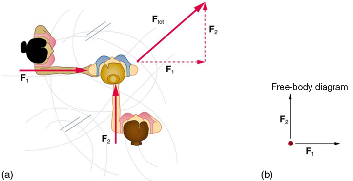 723x372 friction physics - Friction In A Bone Joint Vector Drawing
