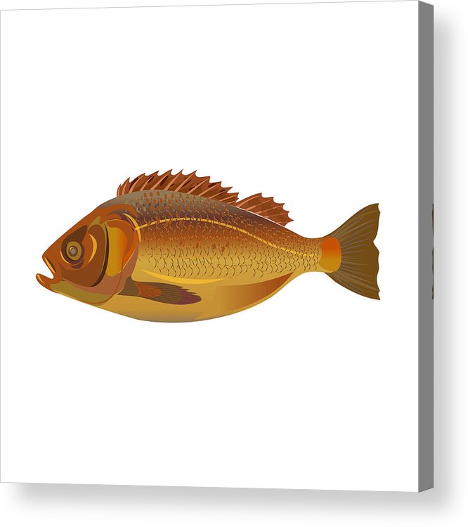 666x750 Whole Fried Fish Acrylic Print - Fried Fish Drawing