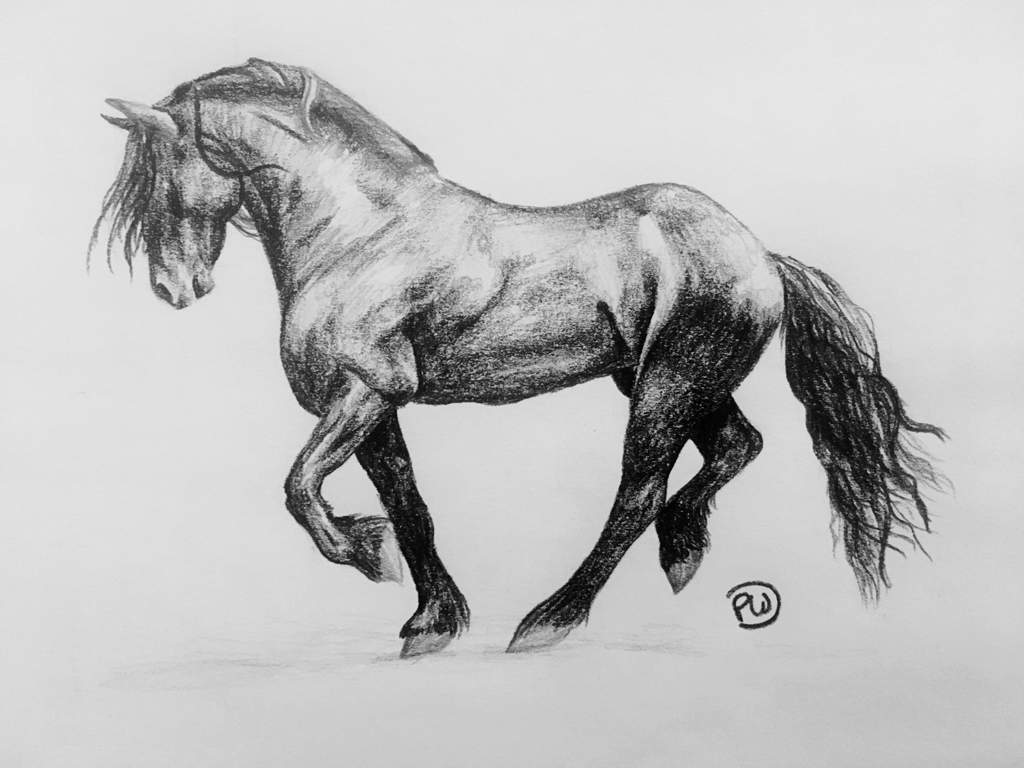 1024x768 friesian drawing art amino - Friesian Drawing