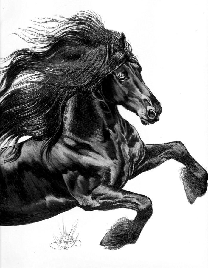 698x900 friesian drawing - Friesian Drawing