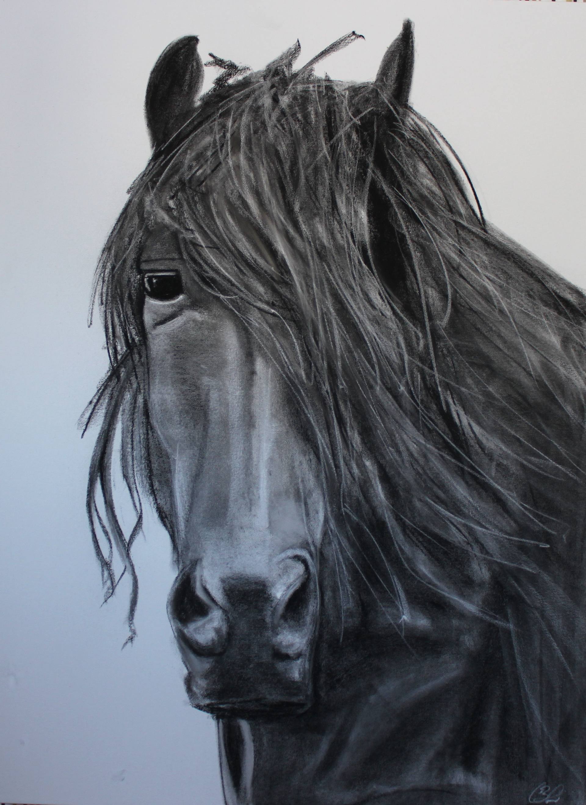 1920x2640 friesian drawing - Friesian Drawing