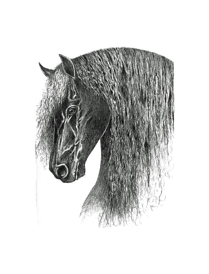 685x900 friesian drawing - Friesian Drawing