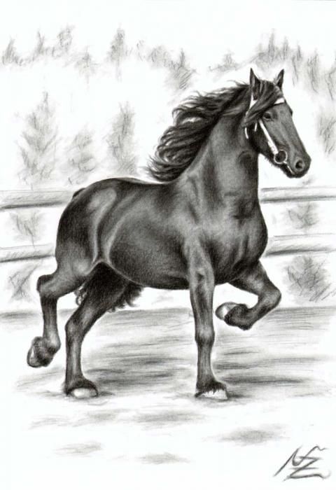 480x700 friesian horse drawing equine, stables, tack the star - Friesian Drawing