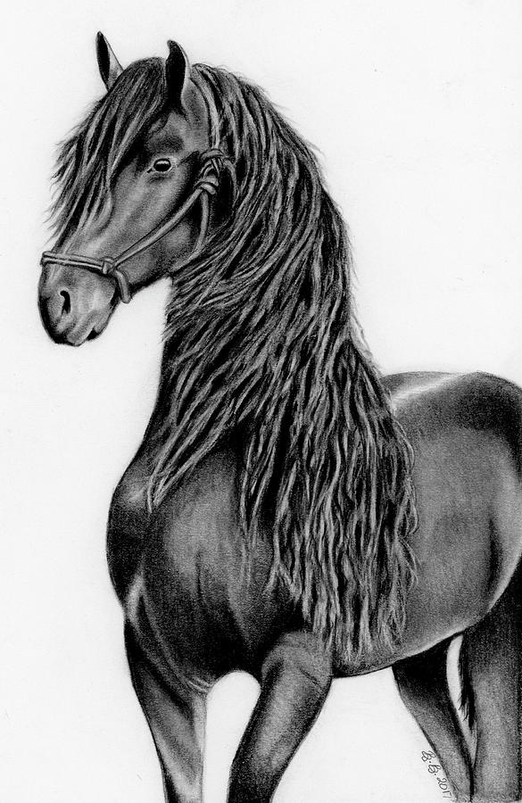 585x900 friesian horse drawing - Friesian Drawing