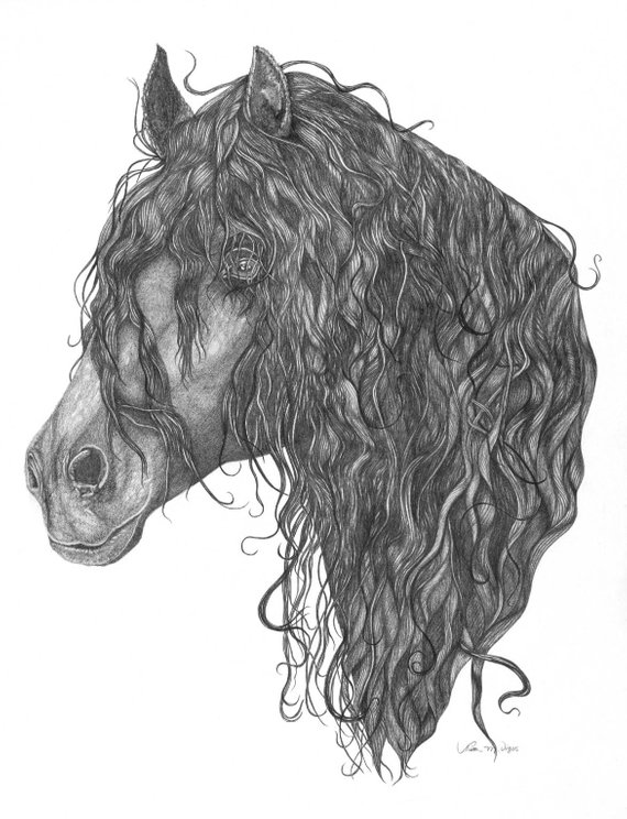 570x744 friesian horse pencil drawing etsy - Friesian Drawing