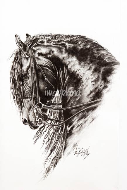 434x650 friesian horse - Friesian Drawing