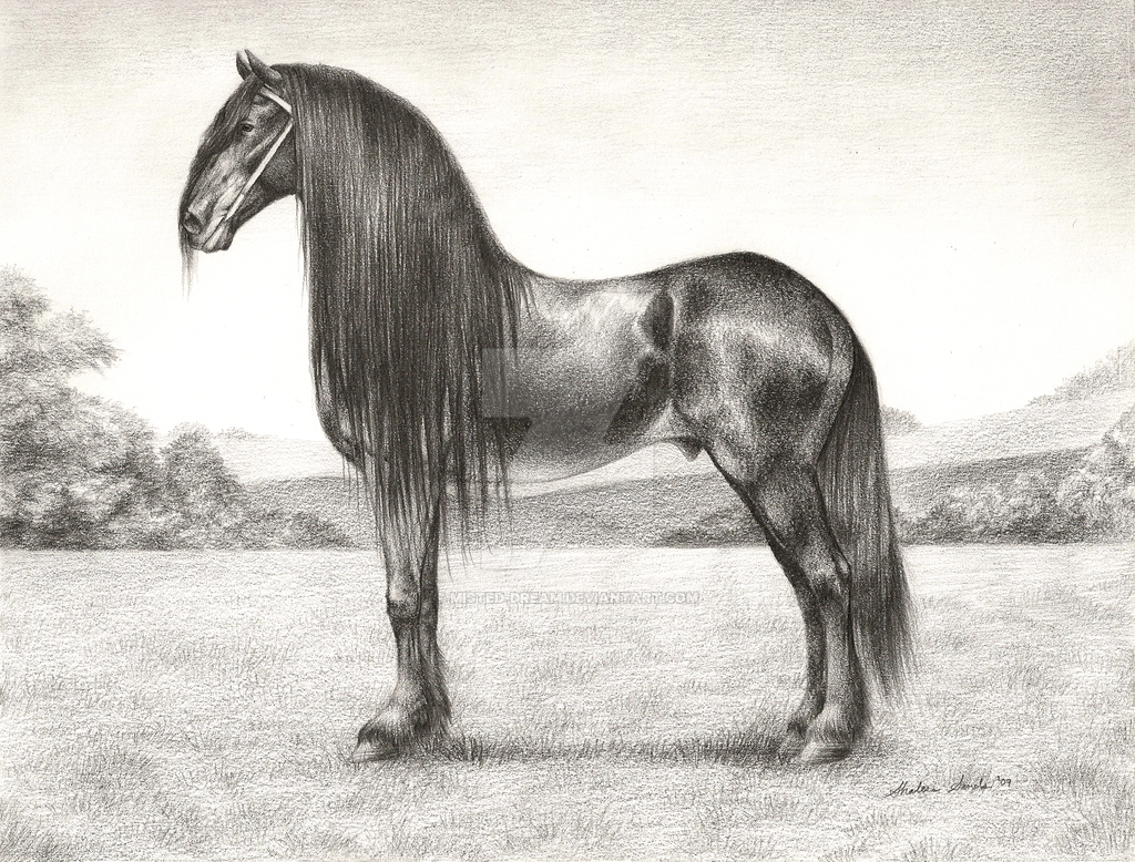 1024x778 friesian study - Friesian Drawing