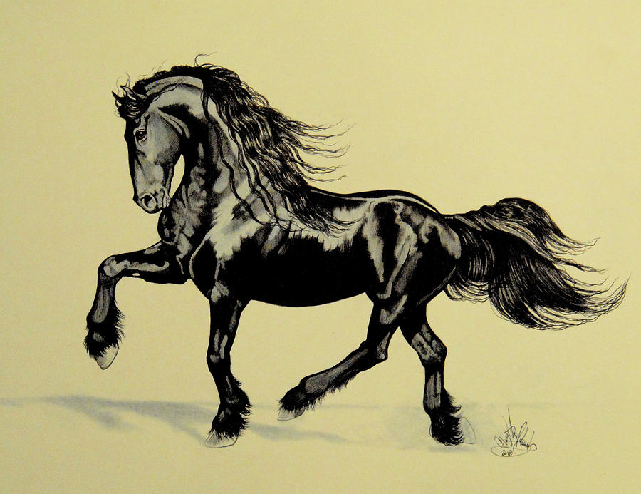 900x693 the playful friesian drawing - Friesian Drawing