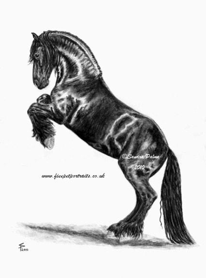 426x573 charcoal horse drawings - Friesian Drawing
