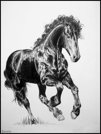 Friesian Drawing at PaintingValley.com | Explore collection of Friesian ...