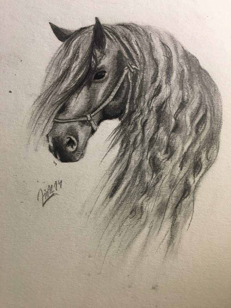 Friesian Drawing at PaintingValley.com | Explore collection of Friesian ...