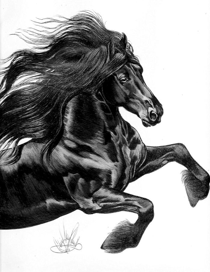 698x900 friesian drawing - Friesian Horse Drawing