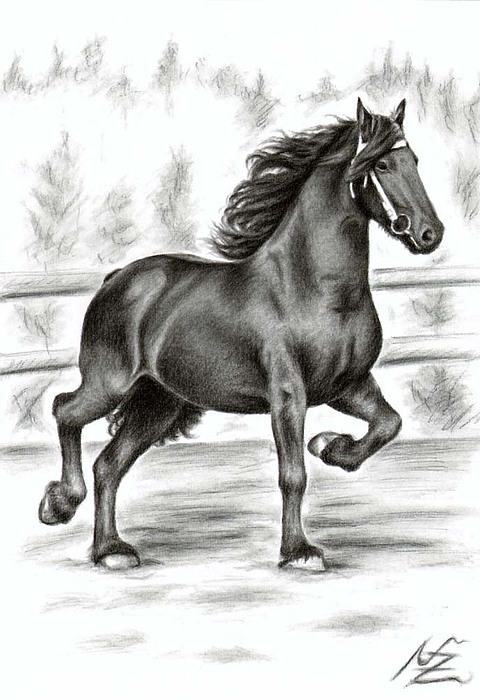 480x700 friesian horse drawing - Friesian Horse Drawing