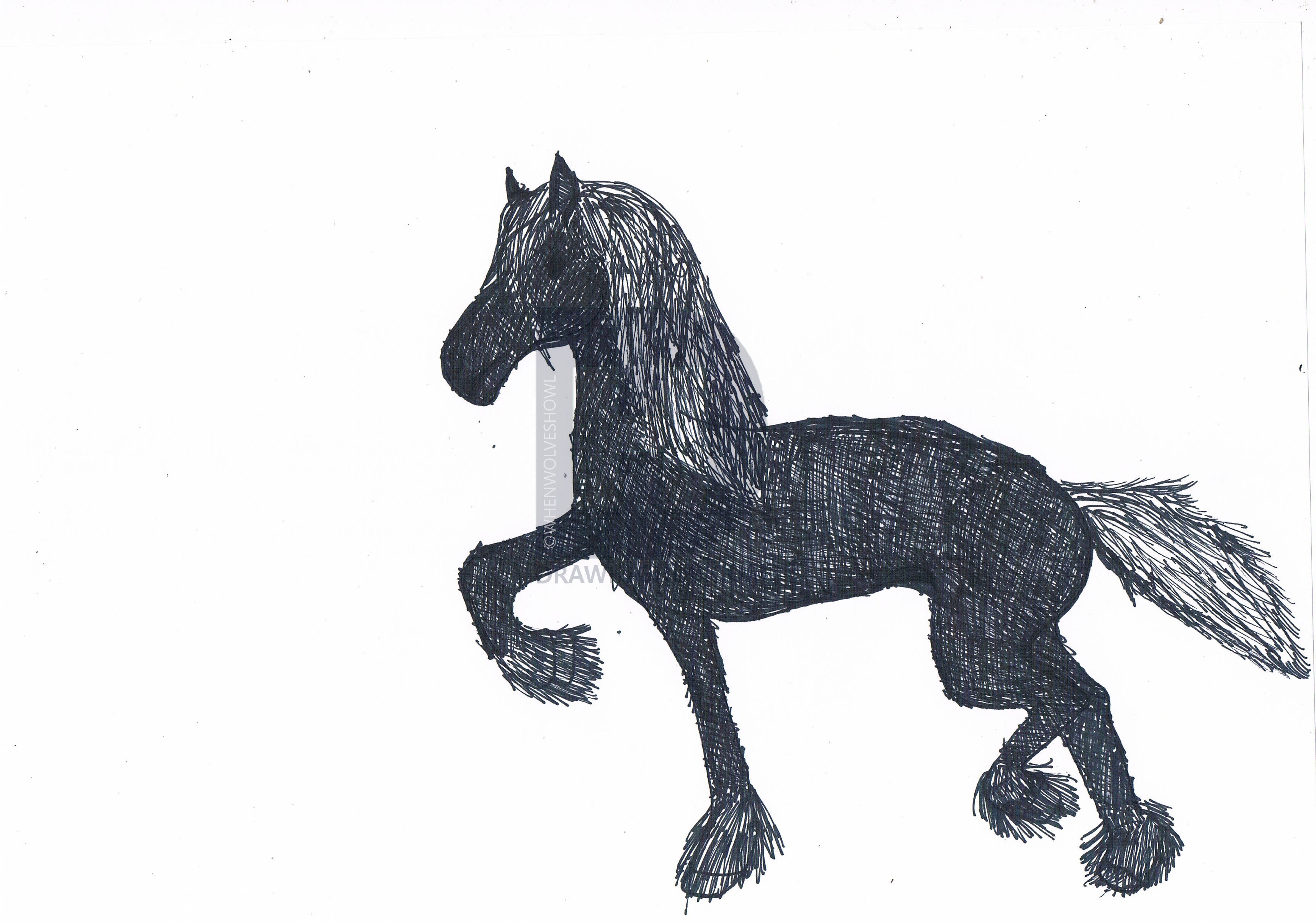 3437x2409 friesian horse drawing - Friesian Horse Drawing