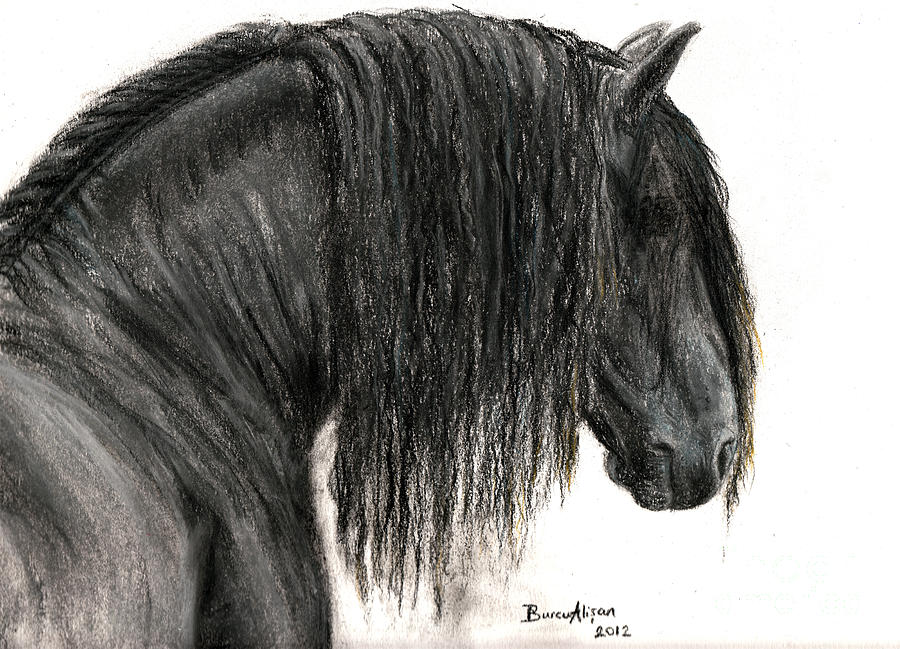 900x649 friesian horse head drawings - Friesian Horse Drawing