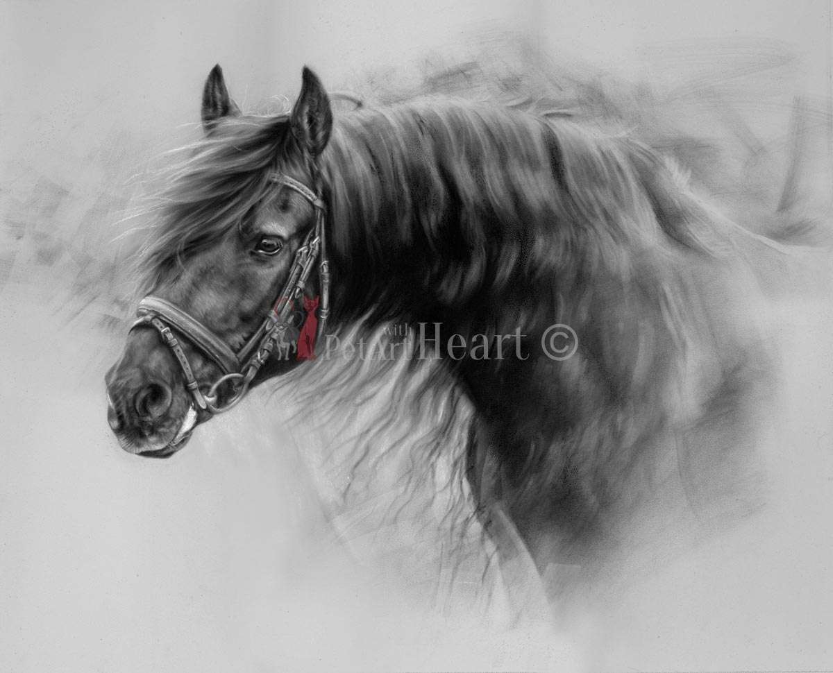 1200x970 friesian horse portrait drawing in pastel - Friesian Horse Drawing