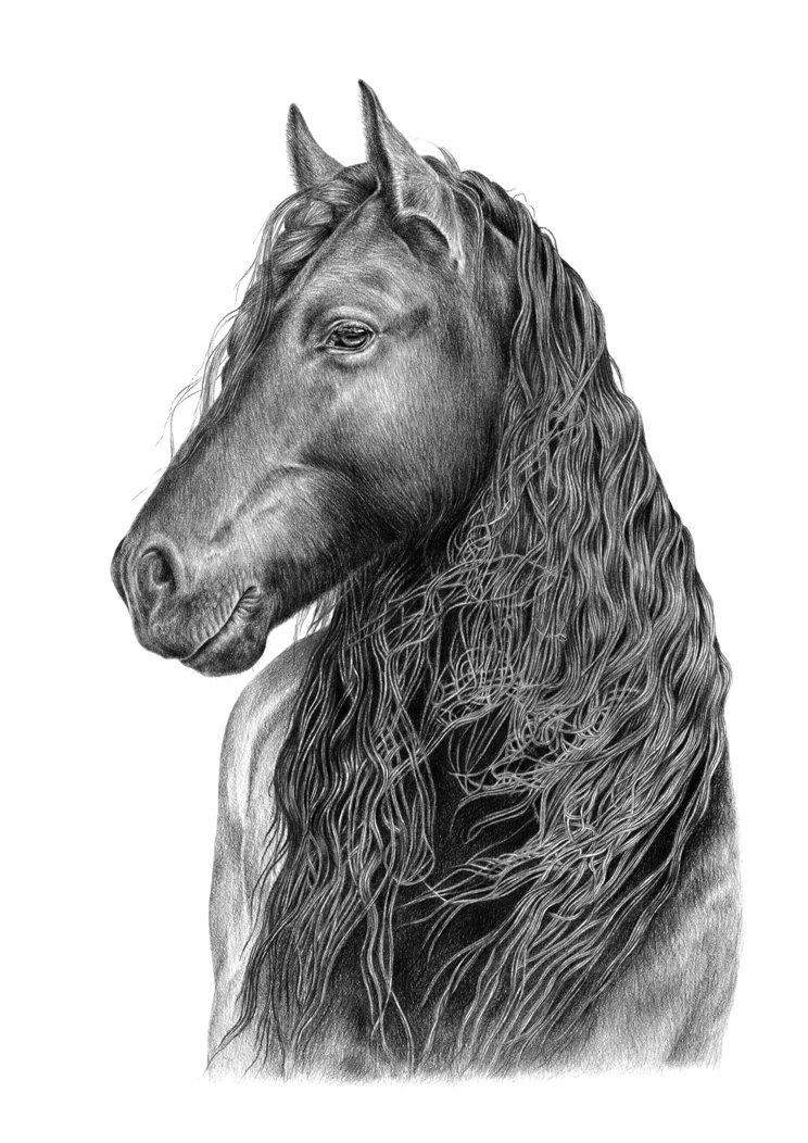 744x1052 friesian horse portrait darya artworks - Friesian Horse Drawing