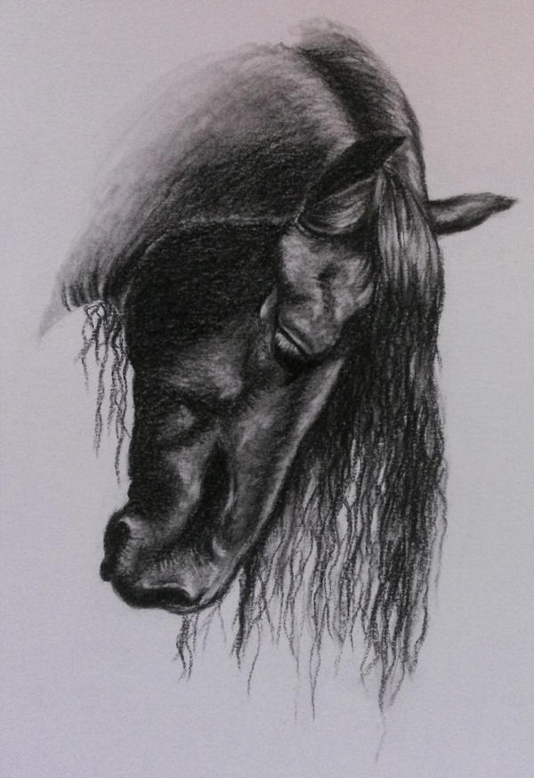 600x874 friesian horse in charcoal - Friesian Horse Drawing