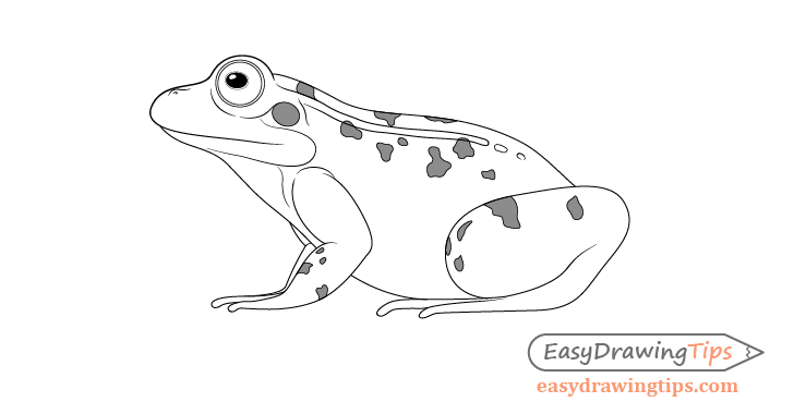 728x380 How To Draw A Frog Step - Frog Drawing