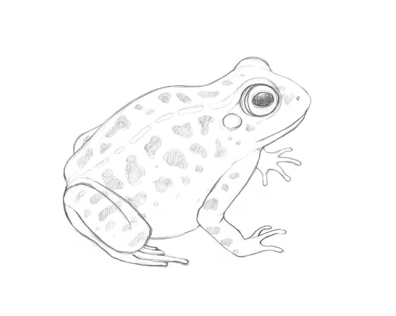 800x639 How To Draw A Frog With Graphitint Pencils - Frog Drawing