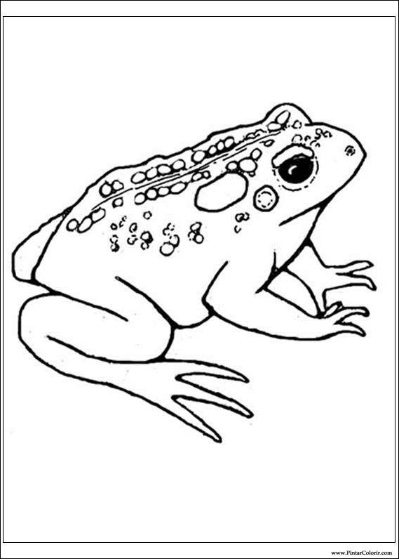 569x796 Drawings To Paint Colour Frog - Frog Drawing