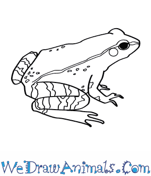 300x350 How To Draw A Wood Frog - Frog Drawing
