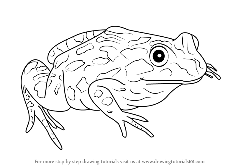 800x565 learn how to draw a spotted marsh frog - Frog Drawing