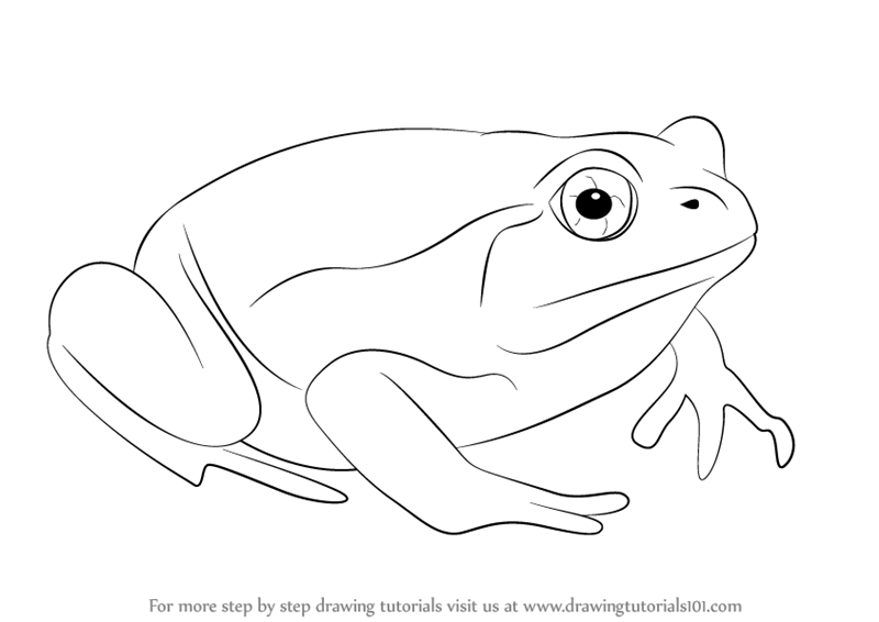 800x566 Learn How To Draw A Tomato Frog - Frog Drawing