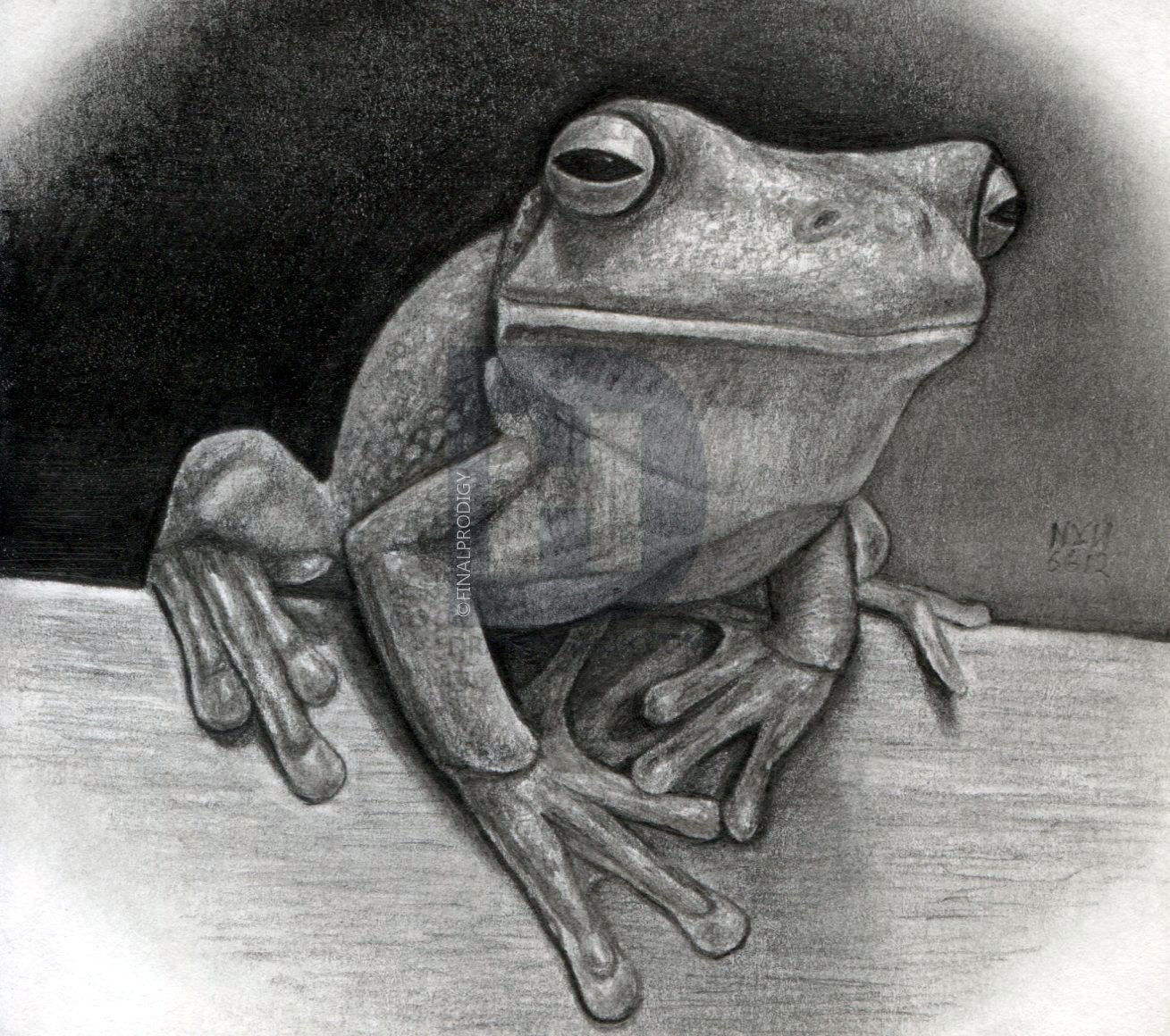 1309x1160 how to draw a realistic frog, white lipped tree frog, step - Frog Drawing