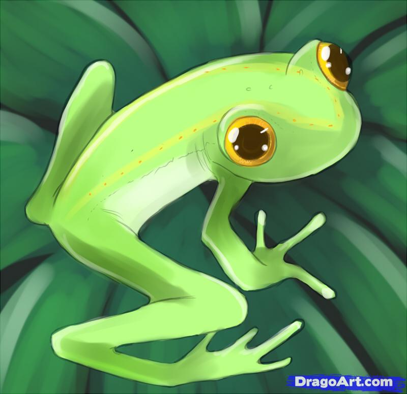 800x776 How To Draw A Frog, Step - Frog Drawing Easy