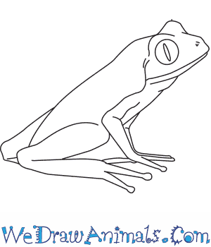 300x350 How To Draw A Golden Frog - Frog Drawing Easy