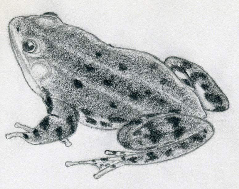 775x611 How To Draw A Frog Quickly - Frog Drawing Images