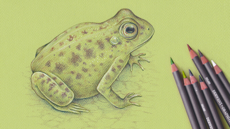 800x450 How To Draw A Frog With Graphitint Pencils - Frog Drawing Images