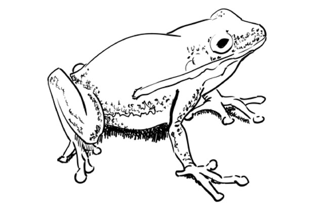 650x400 How To Draw A Frog - Frog Drawing Images