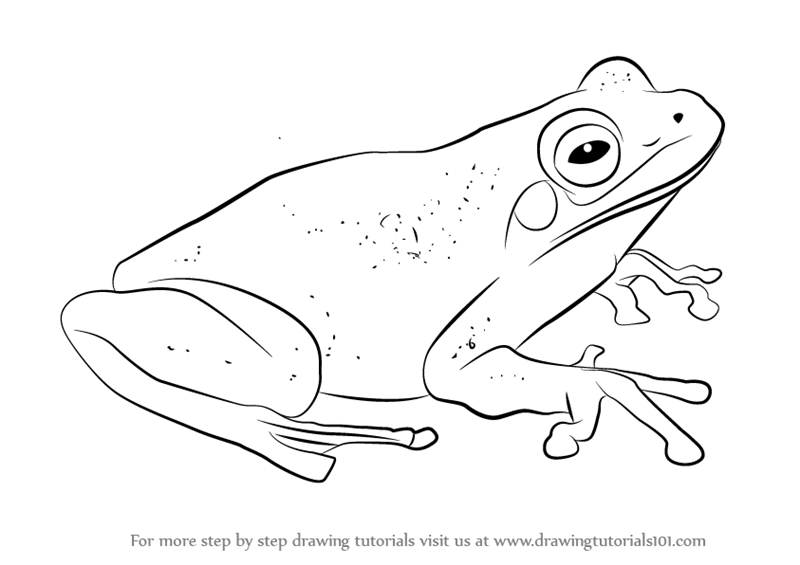 800x565 Learn How To Draw A Green Tree Frog - Frog Drawing Images