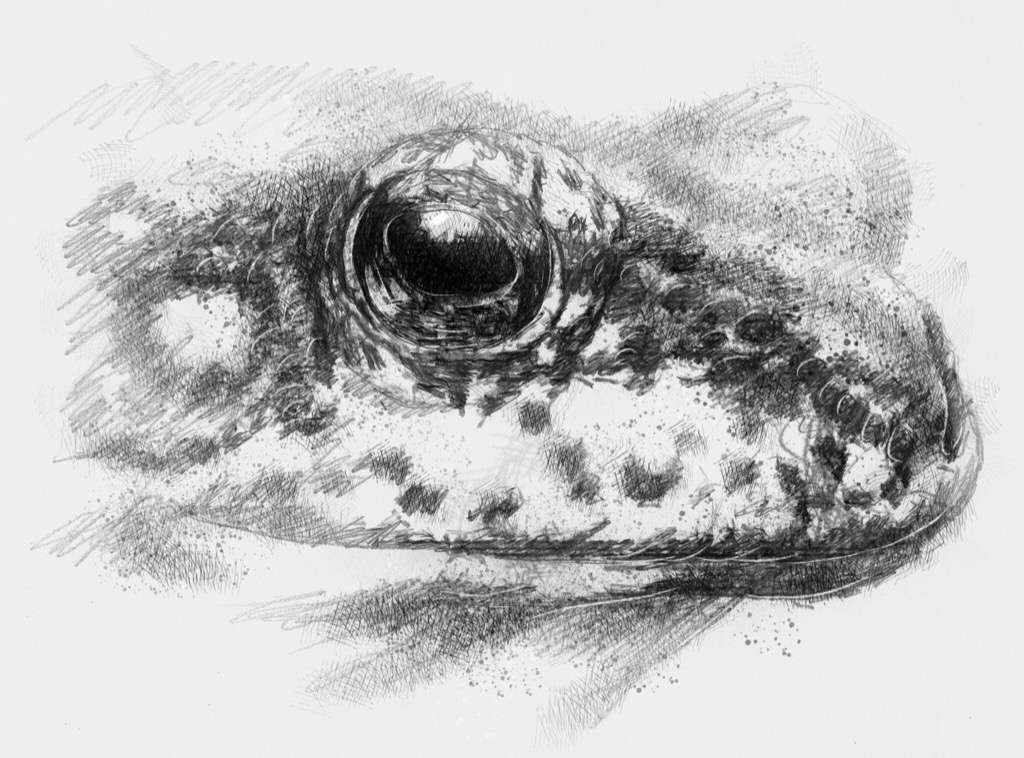 1024x758 Frog Face Seanbriggs - Frog Face Drawing