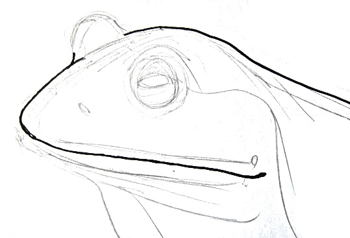 350x238 How To Draw Frog Head And Face - Frog Face Drawing