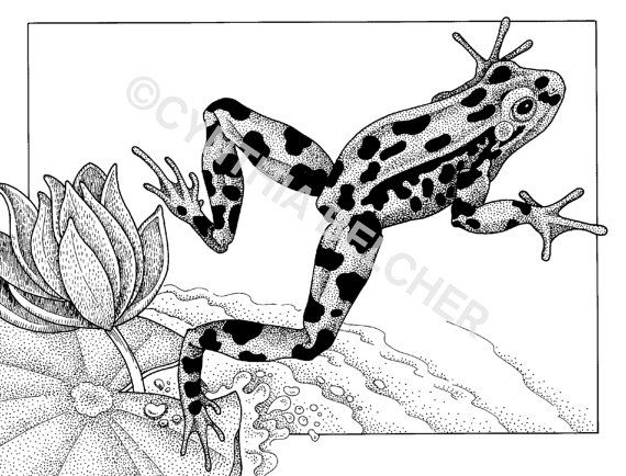 570x434 jumping leopard frog frogs toads frog drawing, frog art, drawings - Frog Jumping Drawing