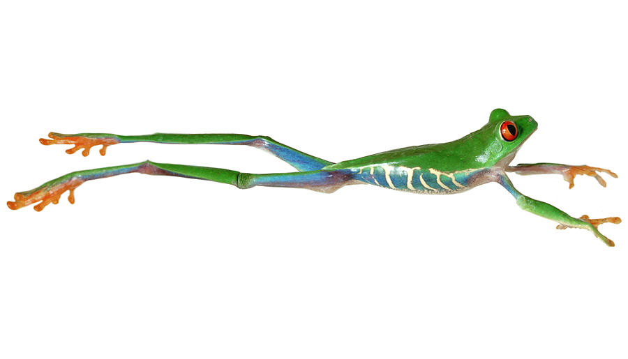 900x515 Red Eyed Tree Frog Jumping Photograph - Frog Jumping Drawing
