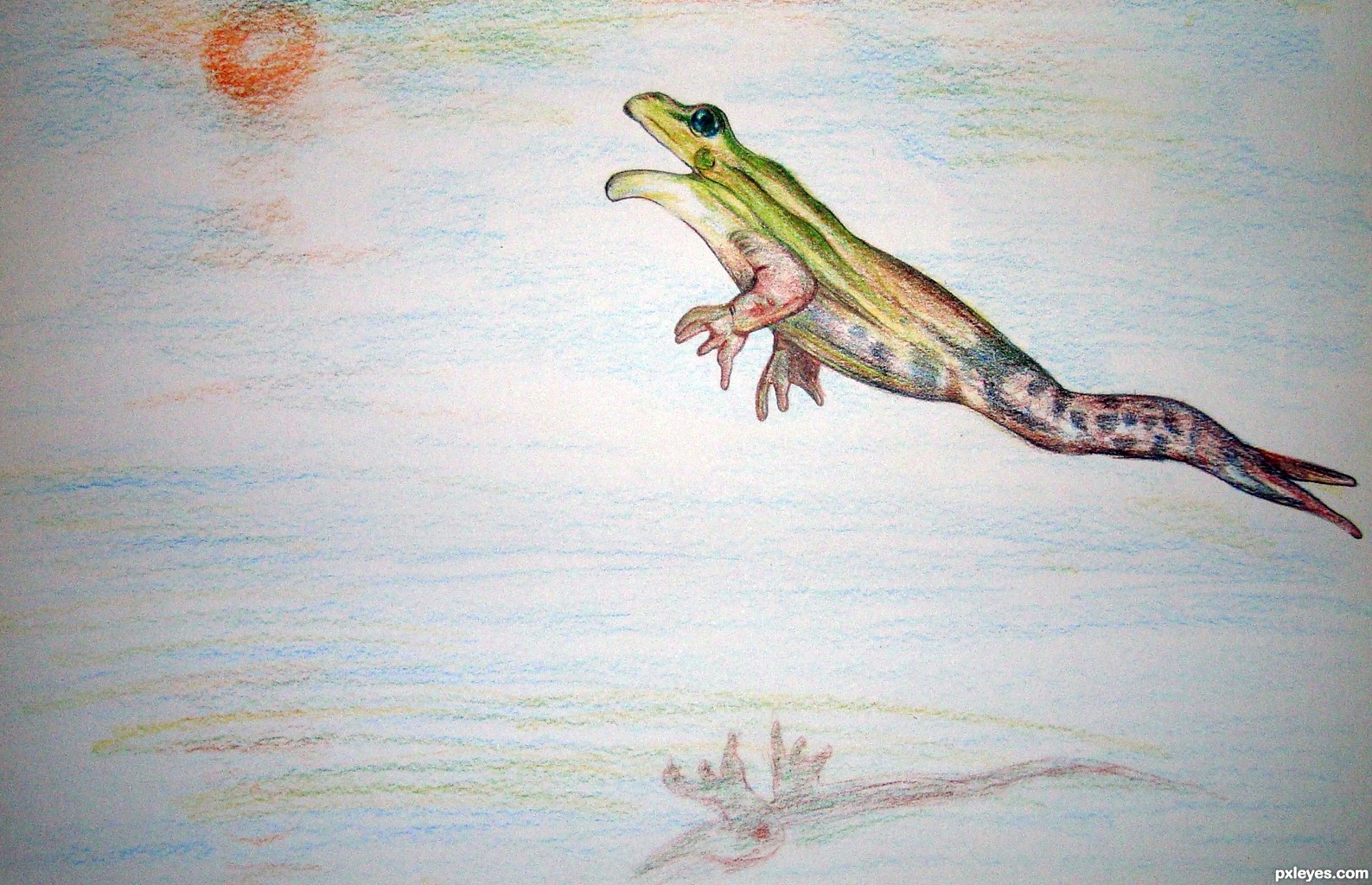 1587x1024 Jumping Frog Picture - Frog Jumping Drawing