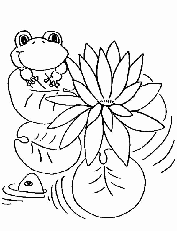 600x783 Lily Pad Coloring - Frog On Lily Pad Drawing