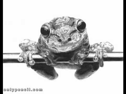 480x360 Frog Pencil Drawing - Frog Pencil Drawing