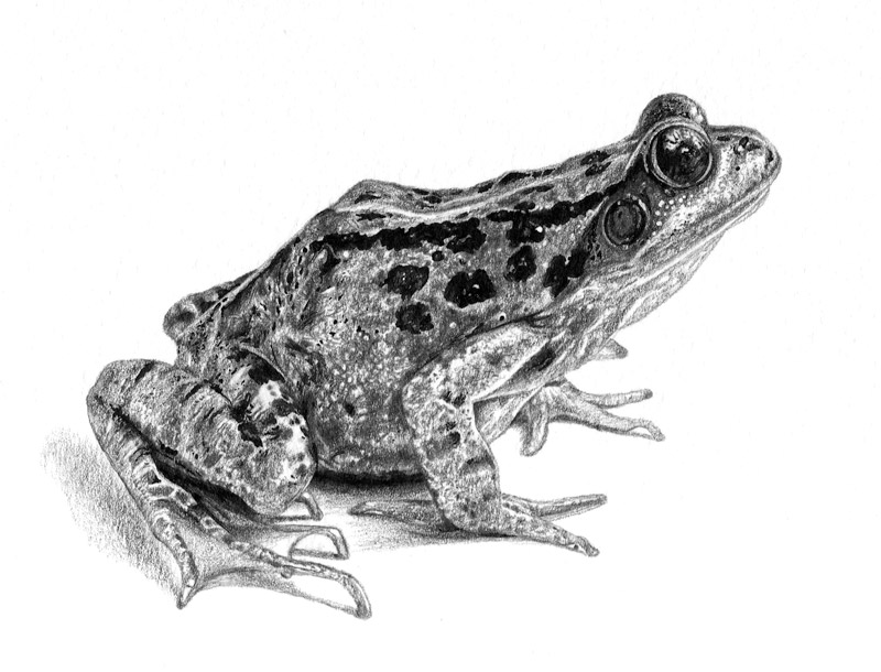 800x610 Frog Pencil Drawings - Frog Pencil Drawing