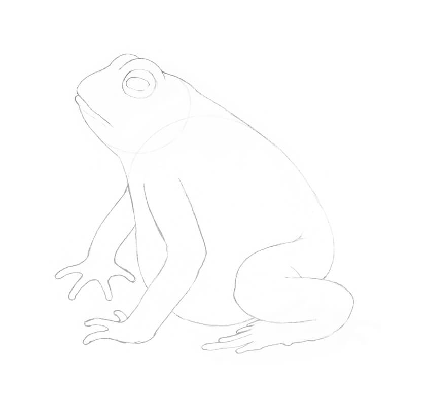 850x785 How To Draw A Frog Step - Frog Pencil Drawing