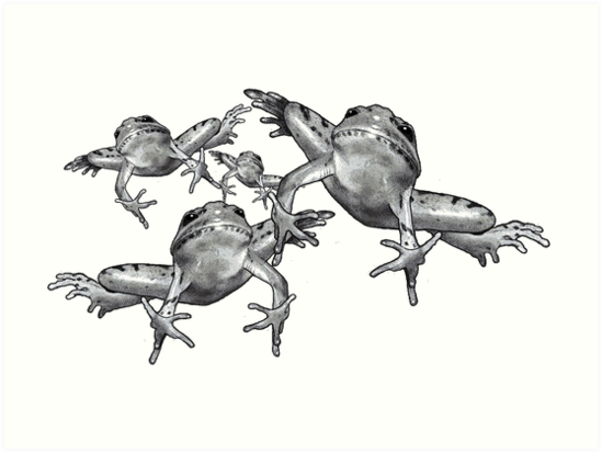 549x413 leaping frogs, original pencil drawing art prints - Frog Pencil Drawing
