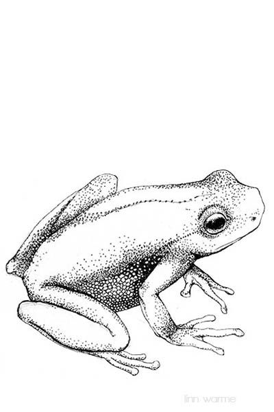 400x600 Linn Warme Cute Frog Drawing Adult Coloring Pages - Frog Pencil Drawing