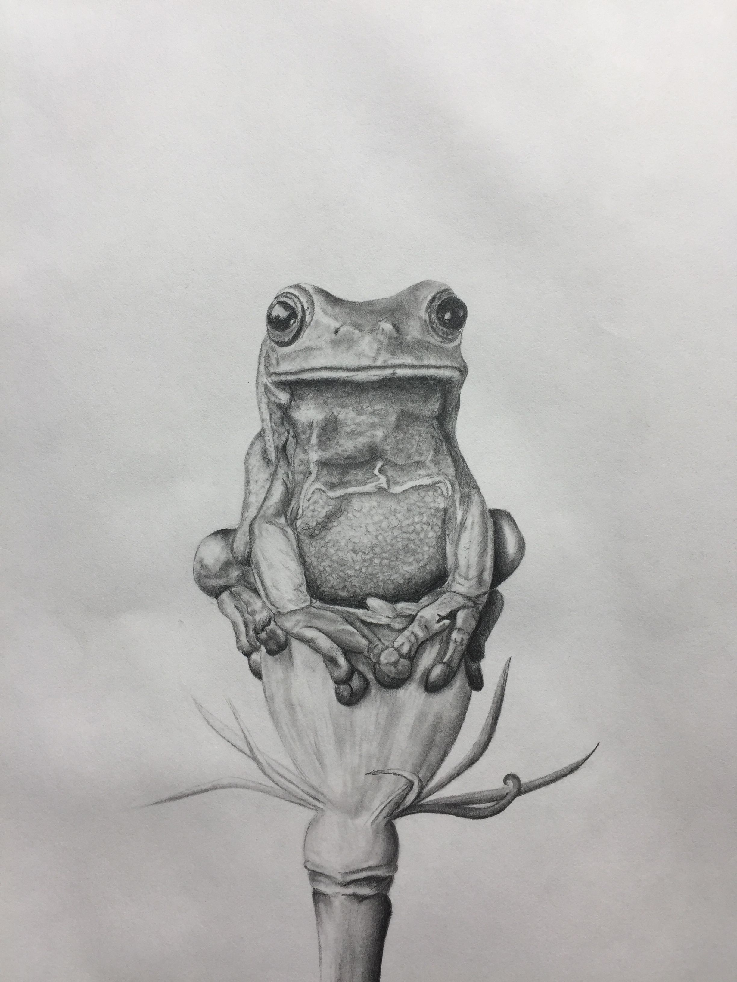 2448x3264 Frog On A Flower Sketch Orginal Art, Pencil Drawing - Frog Pencil Drawing