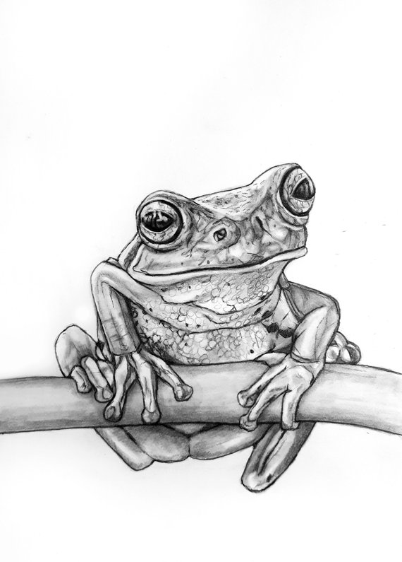 570x795 Tree Frog Pencil Drawing Etsy - Frog Pencil Drawing