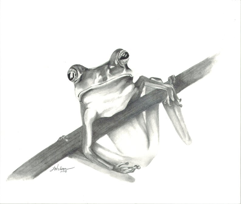794x674 Tree Frog Pencil Drawing Print Fine Art Print Wall Art Etsy - Frog Pencil Drawing