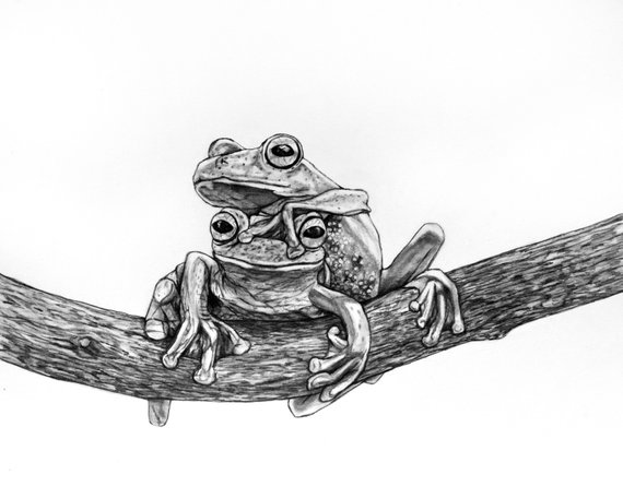 570x456 Tree Frog Original Pencil Drawing Etsy - Frog Pencil Drawing